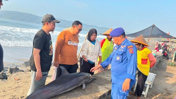 Lumba-lumba 1,65 Meter Ditemukan Mati Terdampar di Pantai Timur Pangandaran